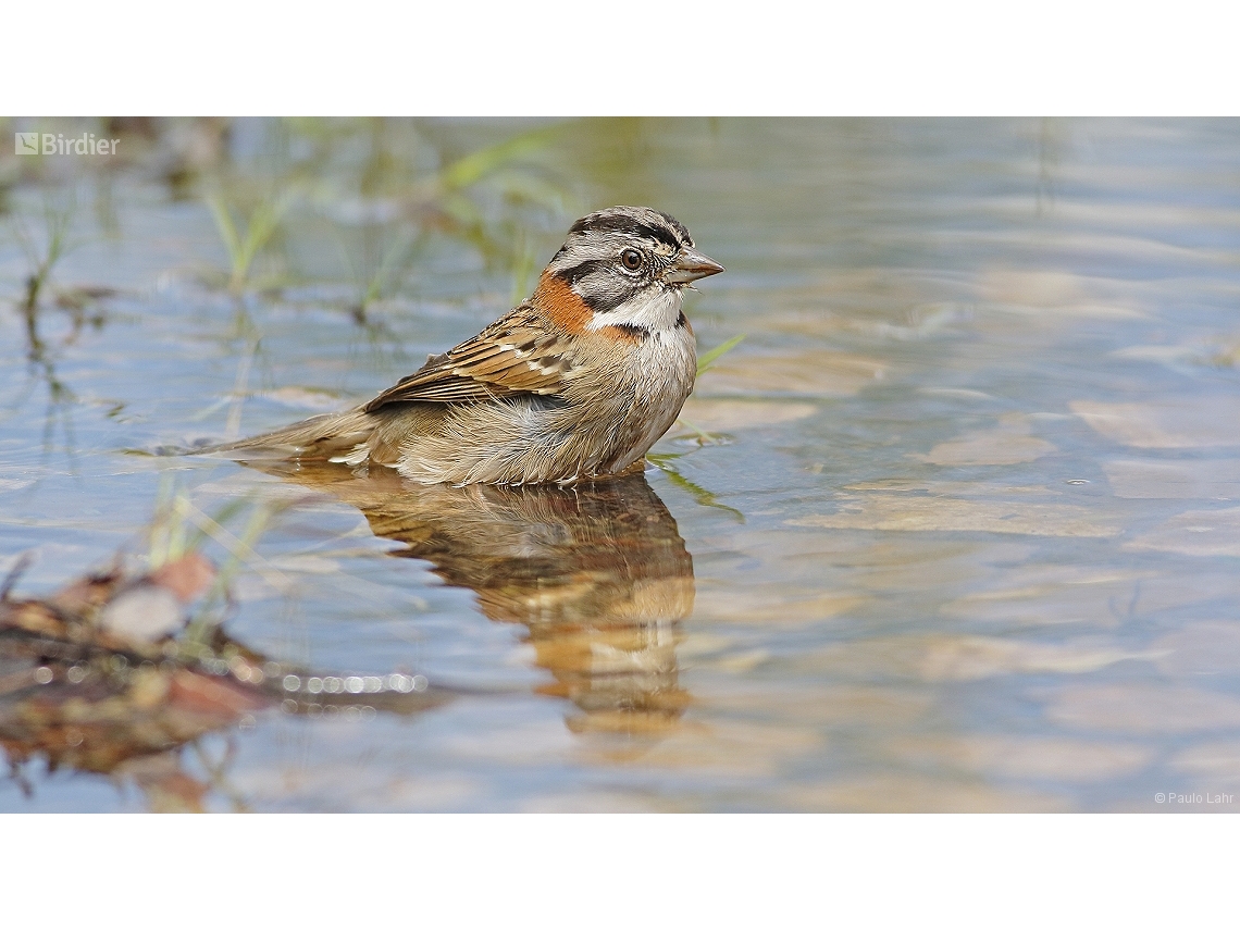 Zonotrichia capensis