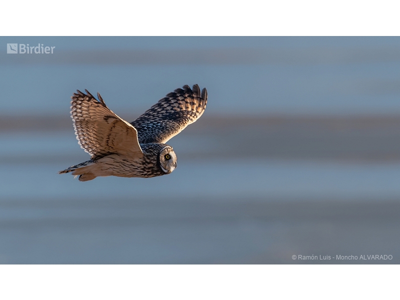 Short-eared Owl