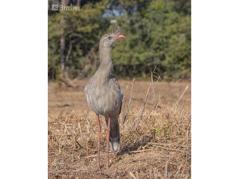 Red-legged Seriema