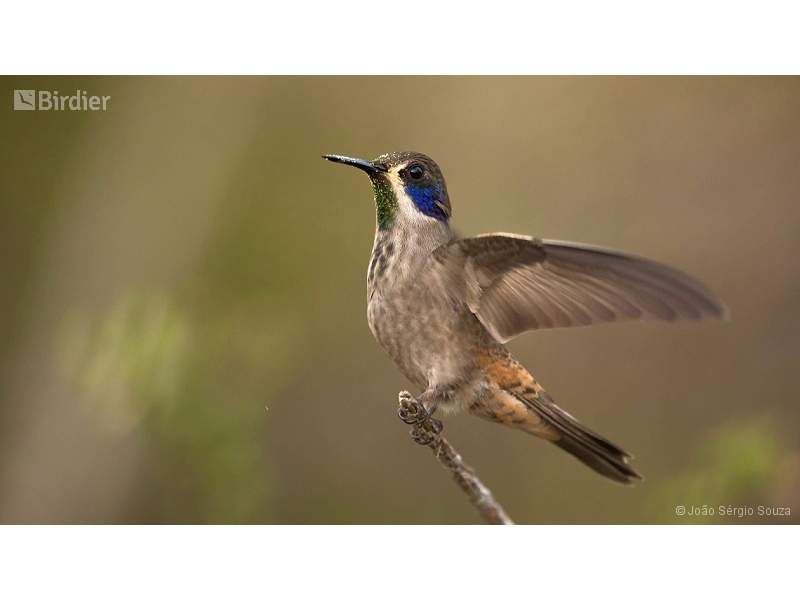 Brown Violetear