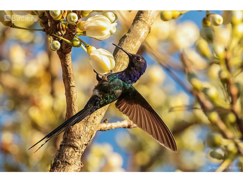 Swallow-tailed Hummingbird