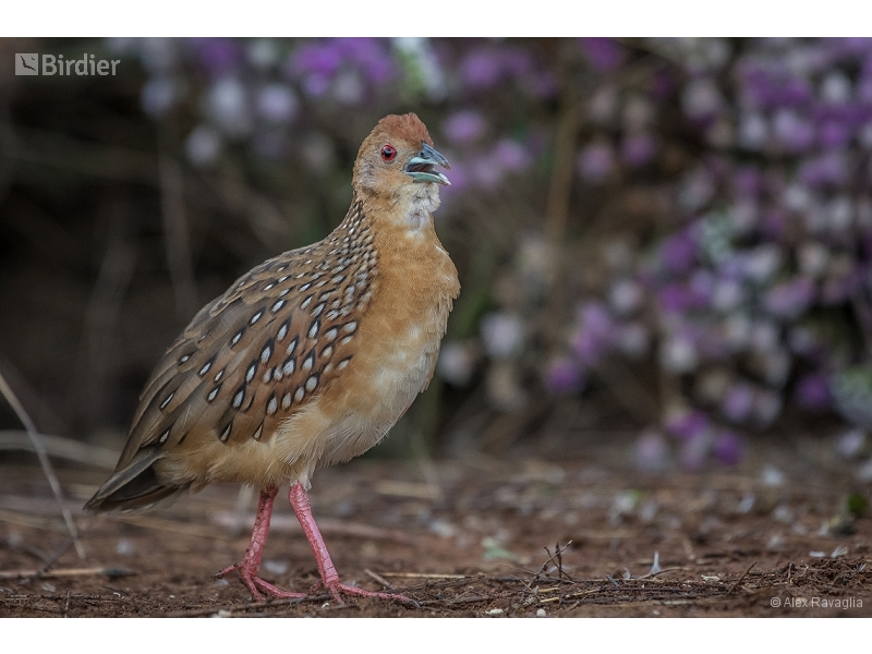 Ocellated Crake