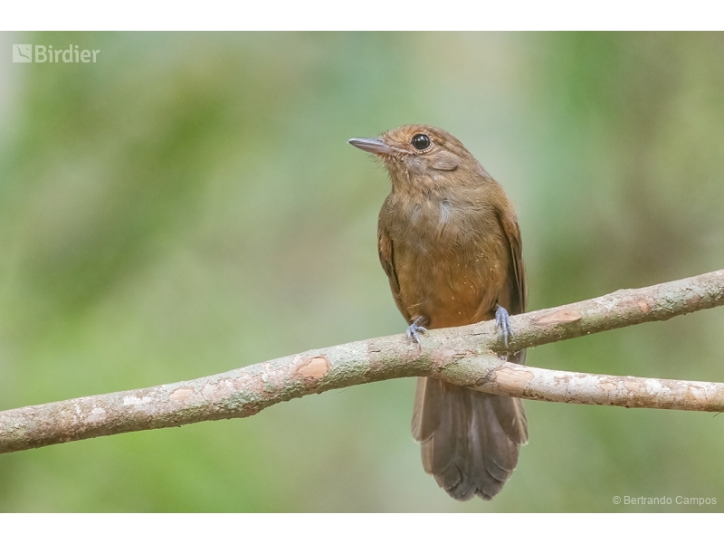 Cinereous Antshrike